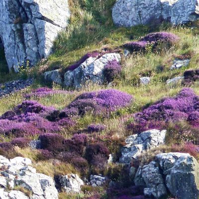 Heather on the cliff path